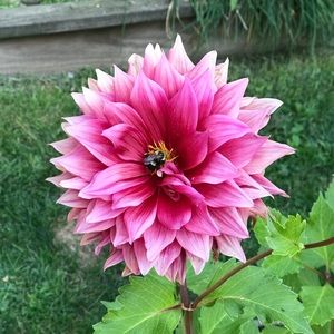 Meet your Posher, Dena